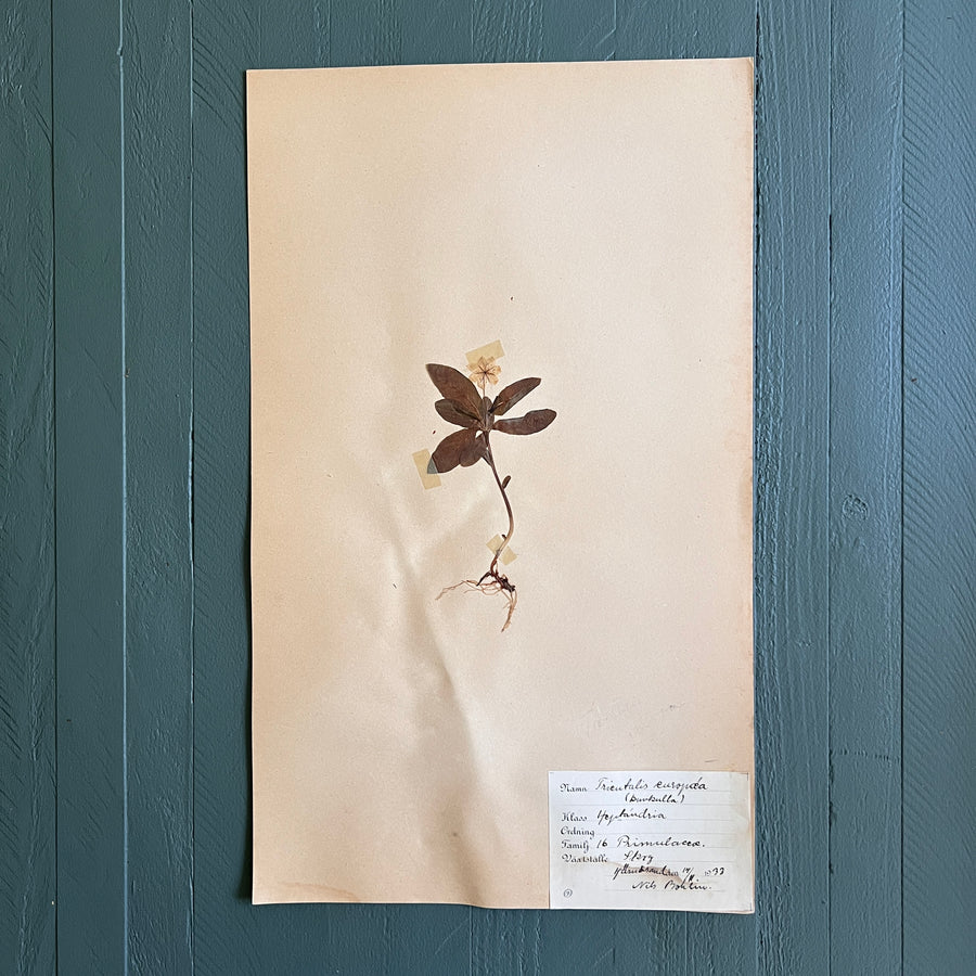 Swedish Vintage 1930s Herbarium Page, Pressed Botanical Specimen