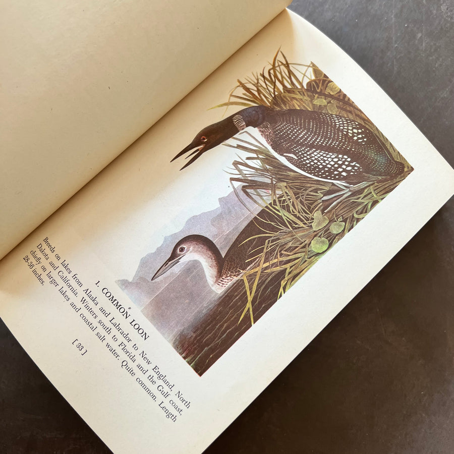 Vintage 1950s Bird Identification book - A Natural History of American – In  The Vintage Kitchen Shop