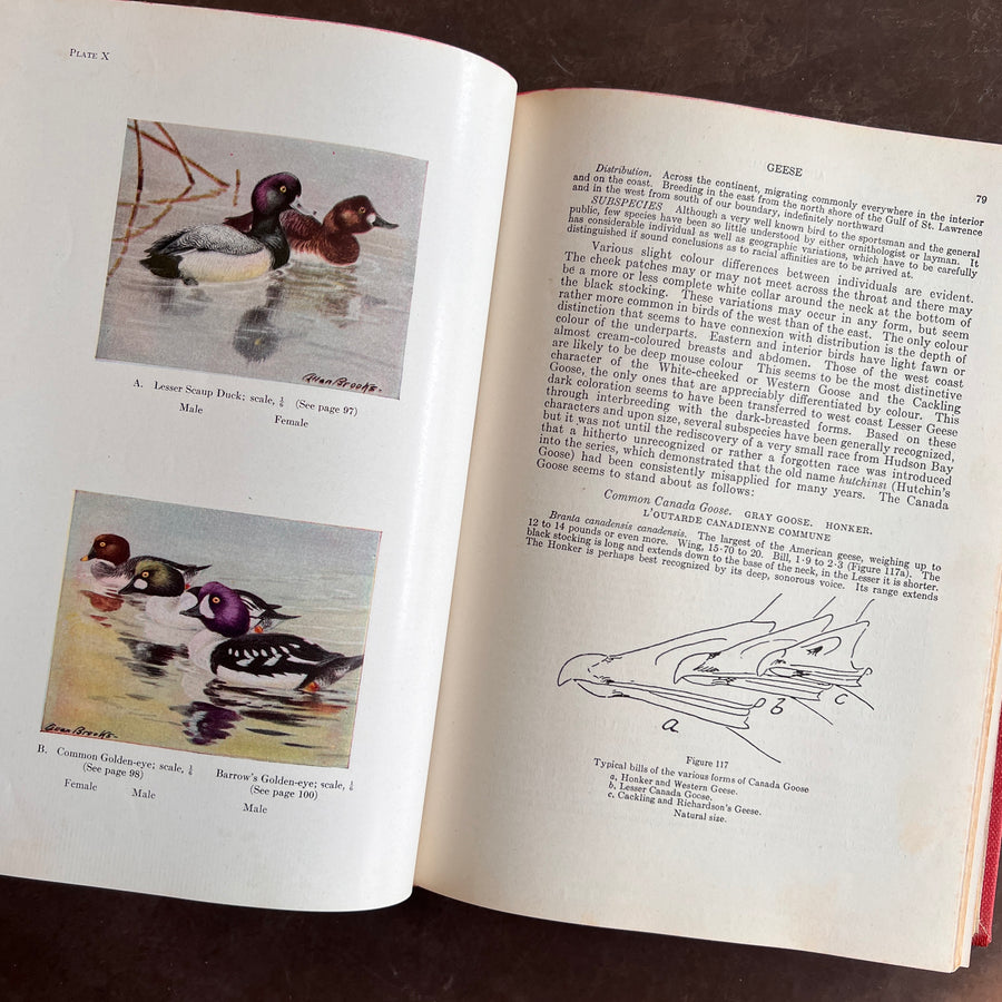 Birds of Canada by P.A. Taverner (1949 Revised Edition)