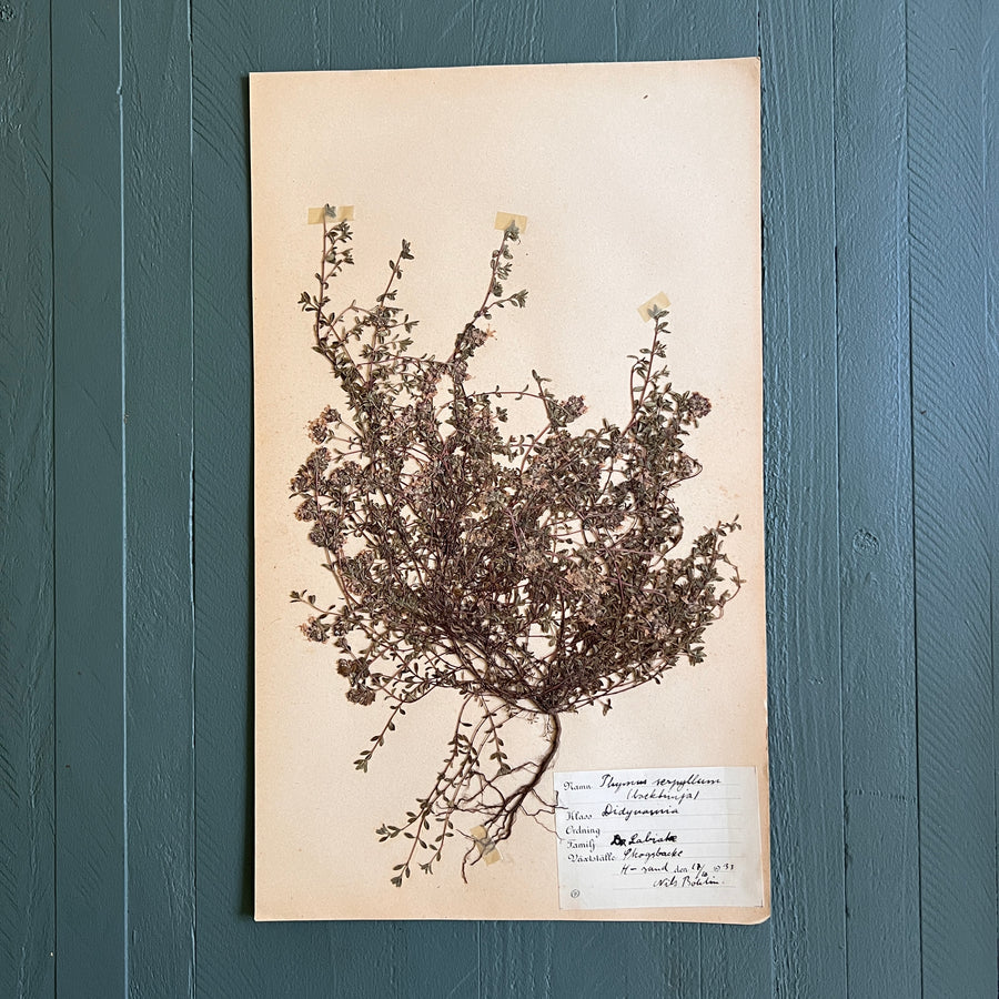 Swedish Vintage 1930s Herbarium Page, Pressed Botanical Specimen