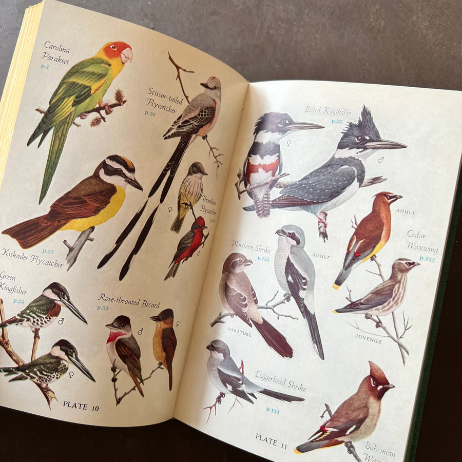 1949 - Audubon Bird Guide: Small Land Birds of Eastern & Central North America from Southern Texas to Central Greenland