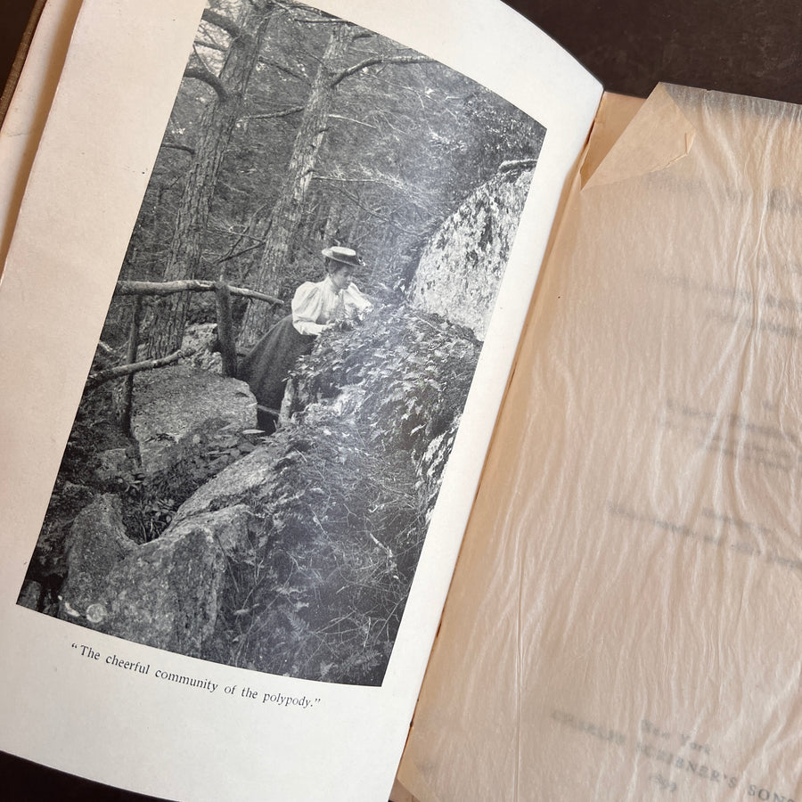 How To Know The Ferns: A Guide to the Names, Haunts, and Habits of Our Common Ferns by Frances Theodora Parsons | Illustrated | 1899