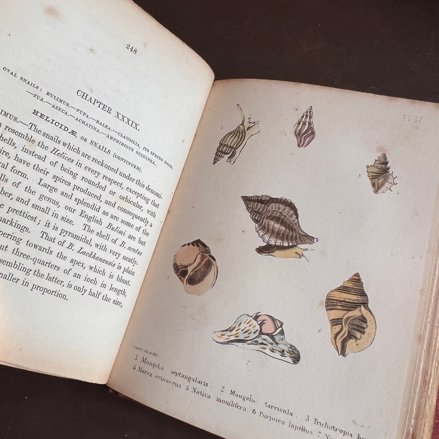 Popular British Conchology by George B. Sowerby (1854) | Hand-Colored Plates