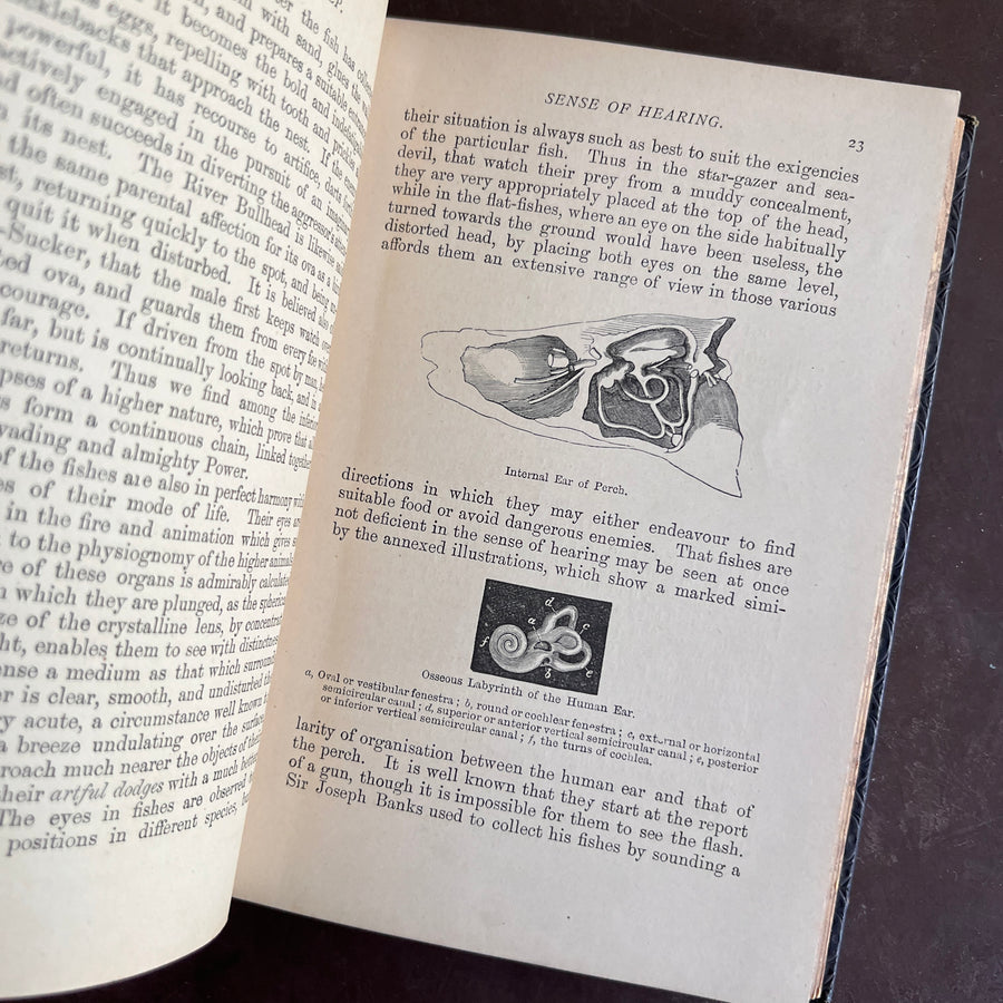 1893 - Denizens of the Deep; An Account of Fishes, Molluscs, Crustacea, etc.