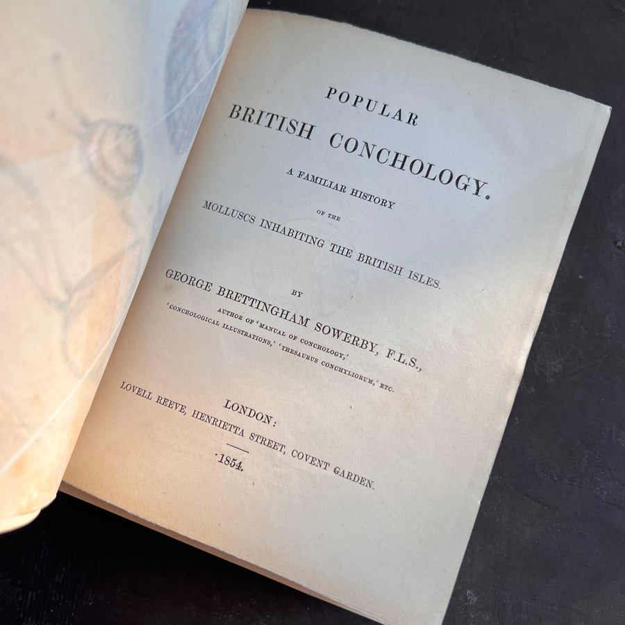 Popular British Conchology by George B. Sowerby (1854) | Hand-Colored Plates