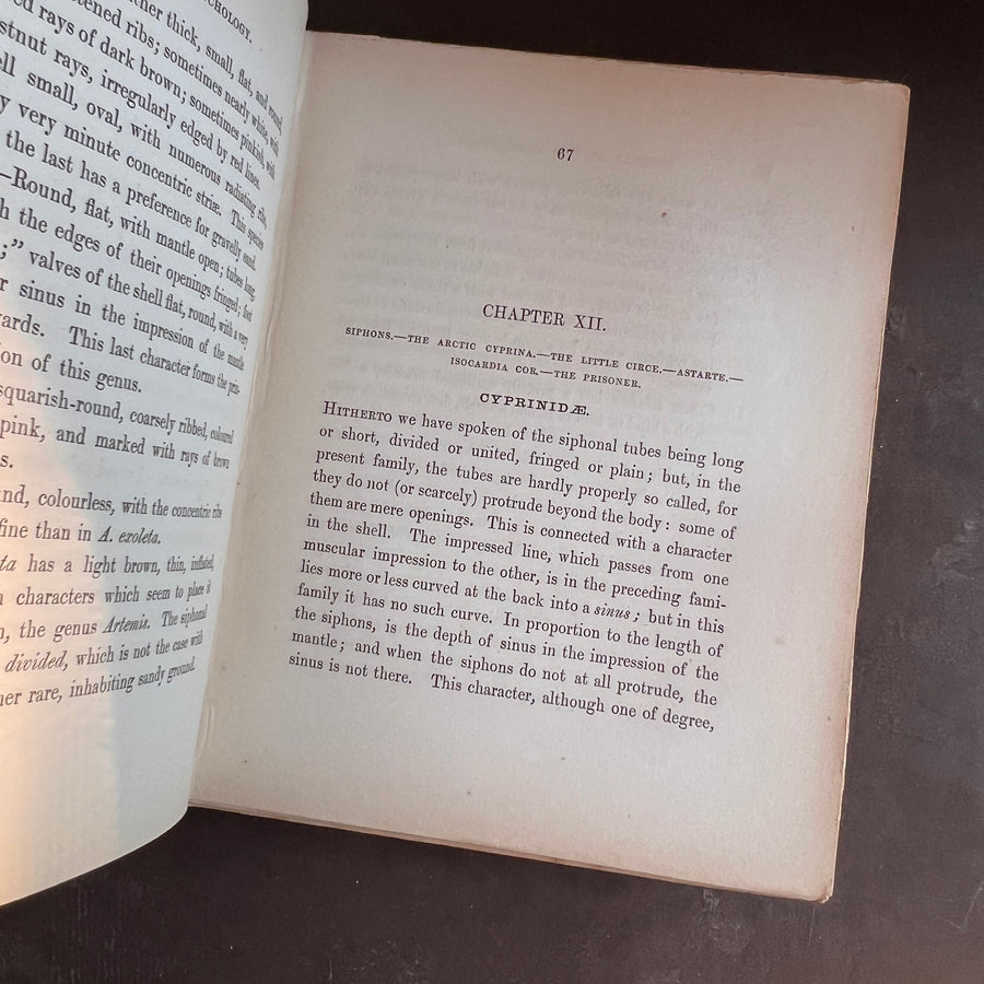 Popular British Conchology by George B. Sowerby (1854) | Hand-Colored Plates