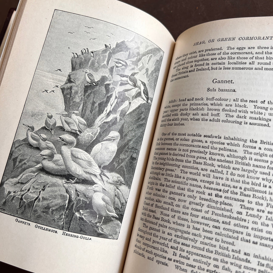 British Birds By W.H. Hudson (1926) | Half Leather Prize Fine Binding