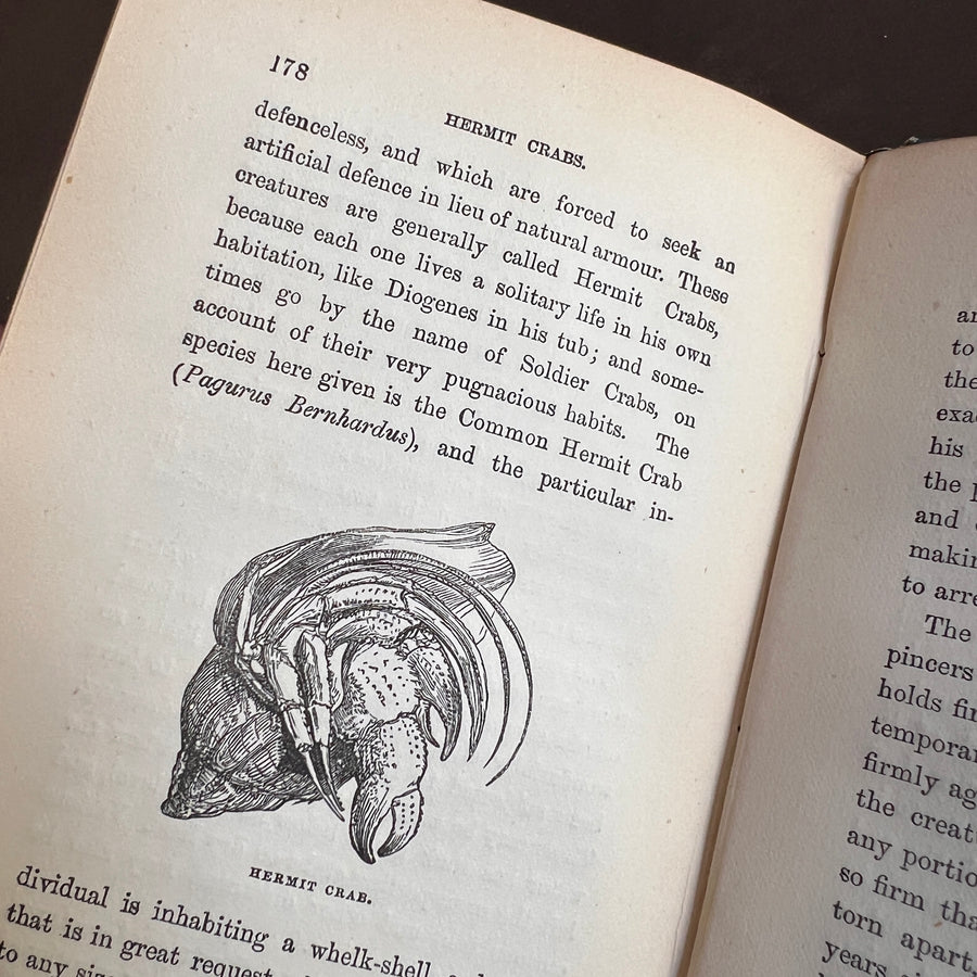 The Common Objects of the Sea Shore | Hand-Colored Plates (c.1870s-1880s)