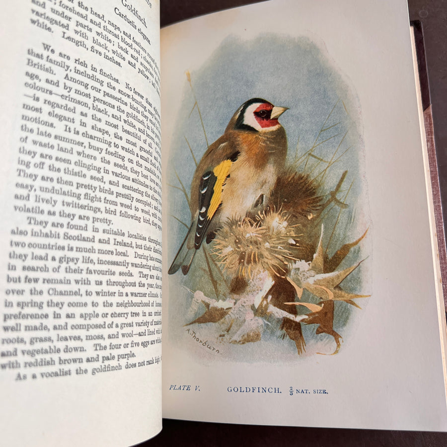 British Birds By W.H. Hudson (1926) | Half Leather Prize Fine Binding