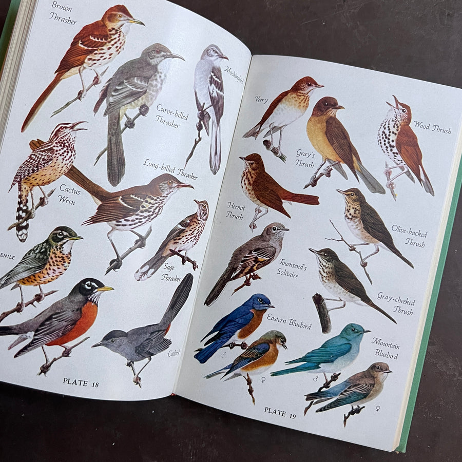 1946 - Audubon Bird Guide; Eastern Land Birds