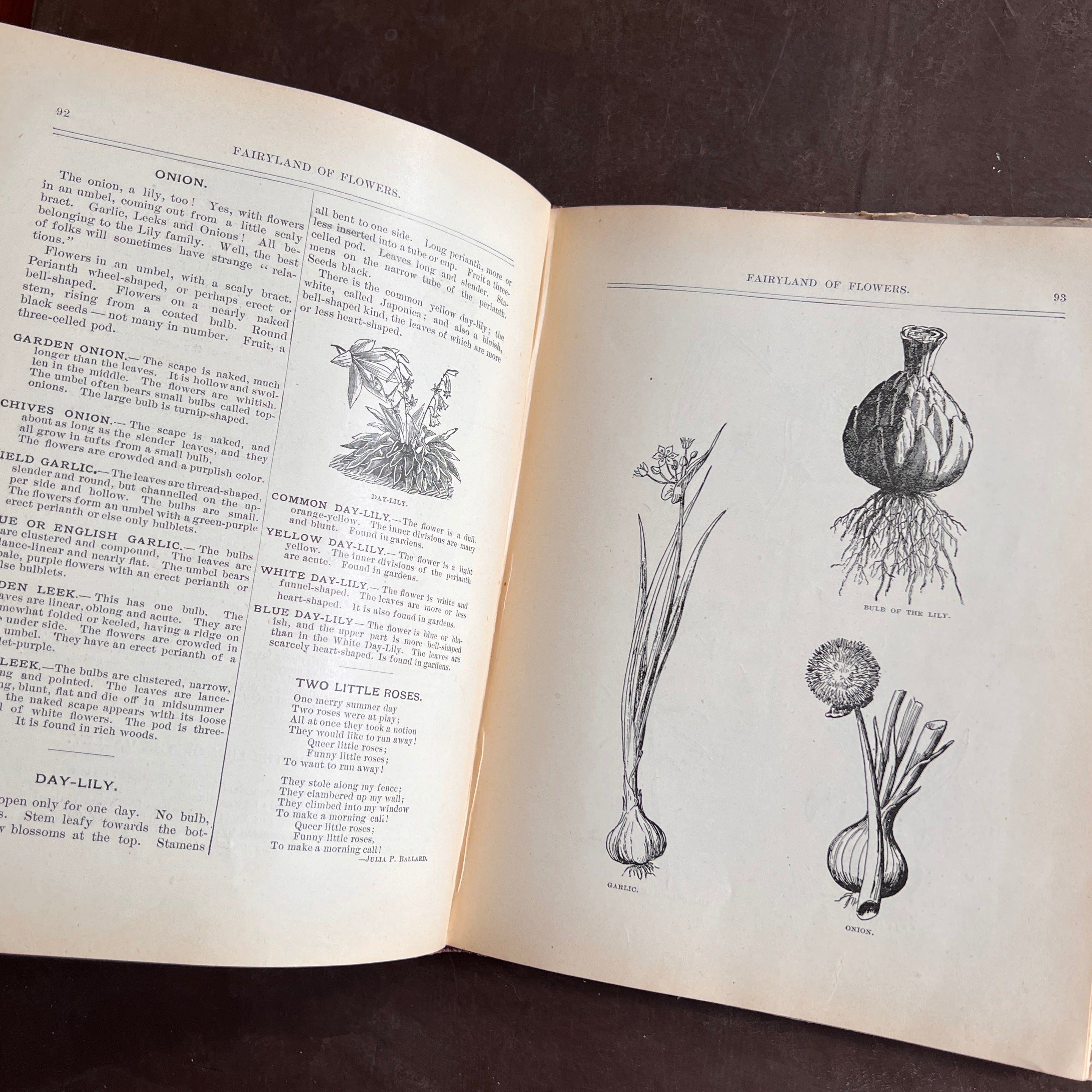 The Fairyland of Flowers (1890) – A Popular Illustrated Botany by