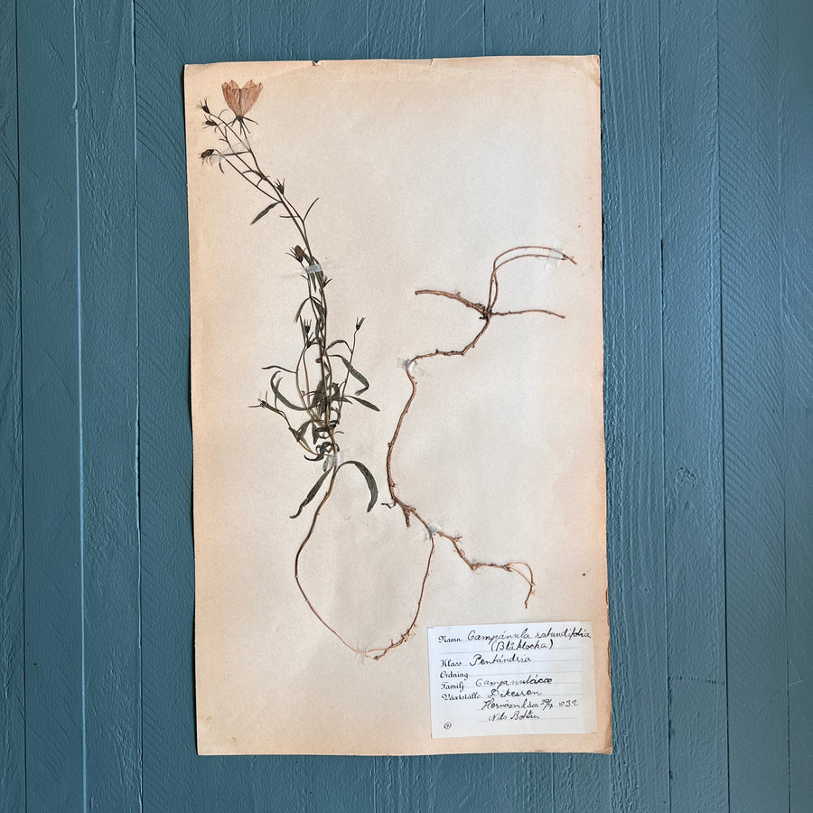 Swedish Vintage 1930s Herbarium Page, Pressed Botanical Specimen