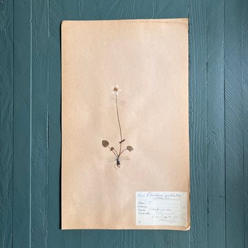 Swedish Vintage 1930s Herbarium Page, Pressed Botanical Specimen