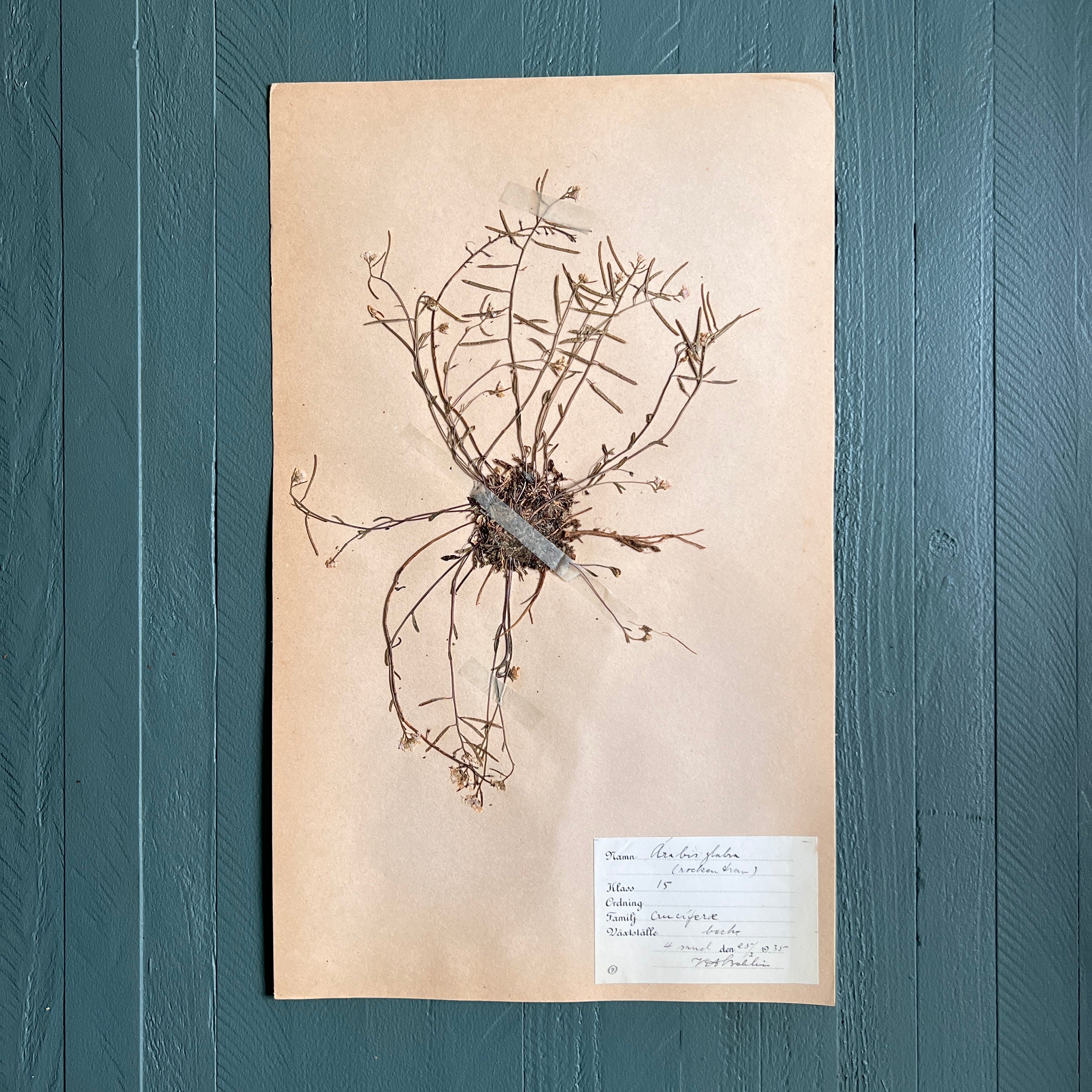 Swedish Vintage 1930s Herbarium Page, Pressed Botanical Specimen ...
