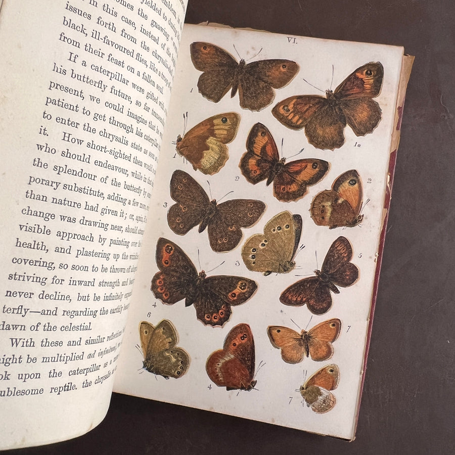 British Butterflies; Figures and Descriptions of Every Native Species by W.S. Coleman (c.1870s-1880s)