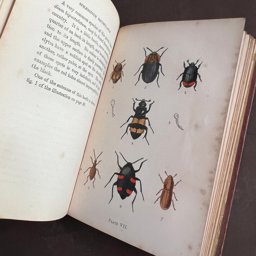 Common British Beetles | Hand-Colored Plates (c.1870s-1880s)