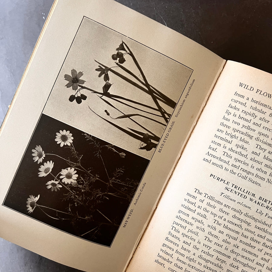 1909 - Wild Flowers Every Child Should Know, First Edition