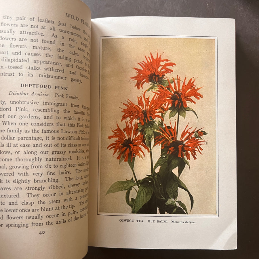 1909 - Wild Flowers Every Child Should Know, First Edition