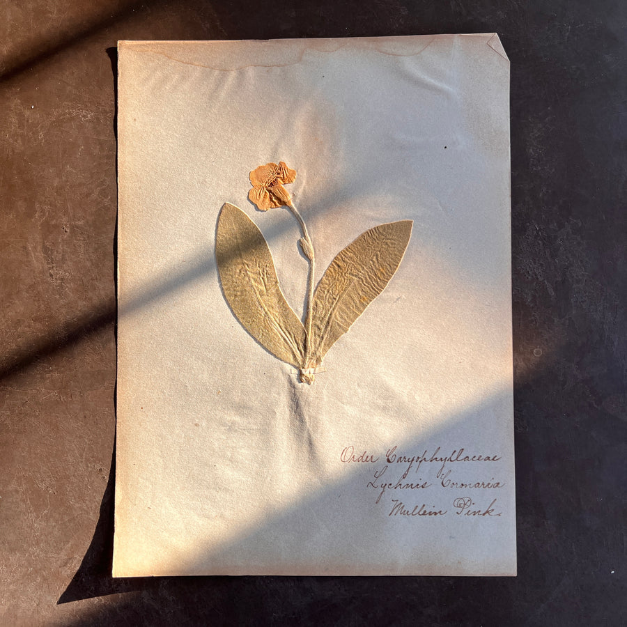 Antique Herbarium