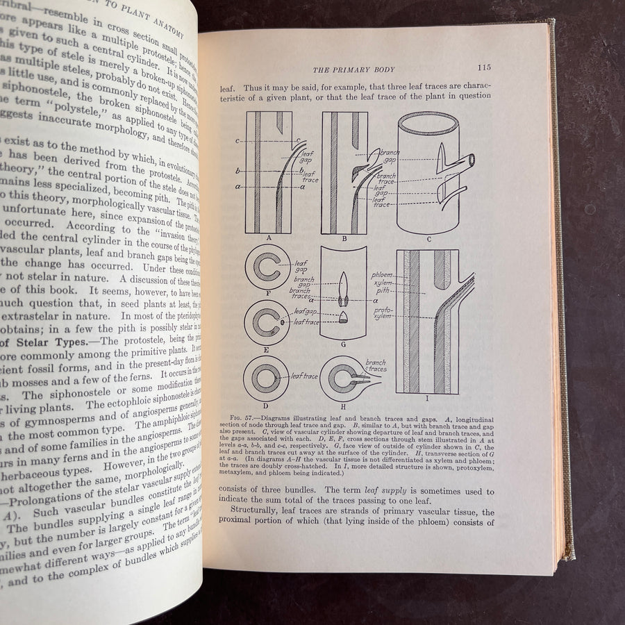 1925 - An Introduction to Plant Anatomy