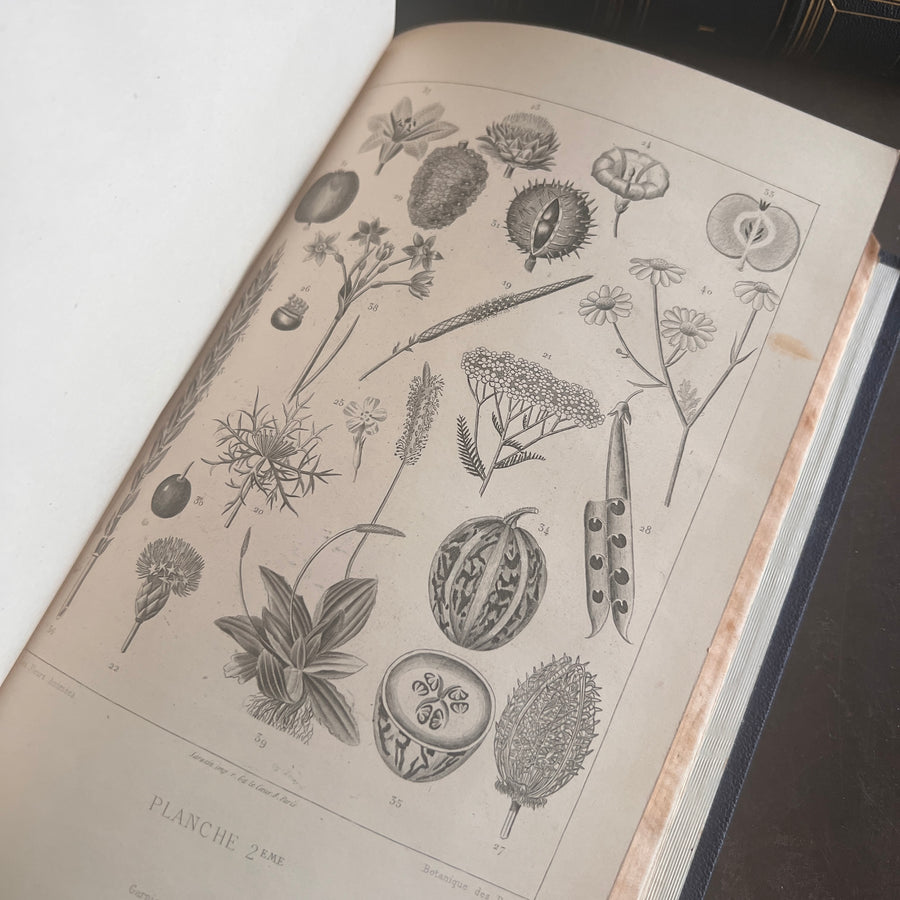 1867 Les Fleurs Animées – Grandville’s Botanical Anthropomorphism Masterpiece l 2-Volumes