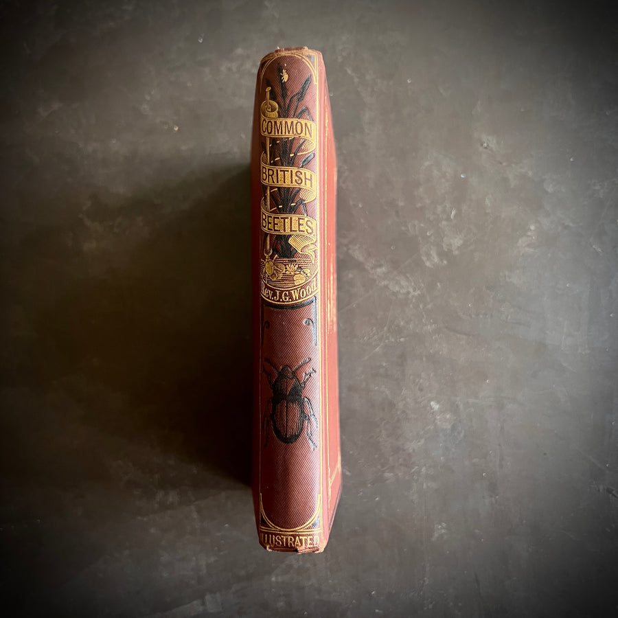 Common British Beetles | Hand-Colored Plates (c.1870s-1880s)