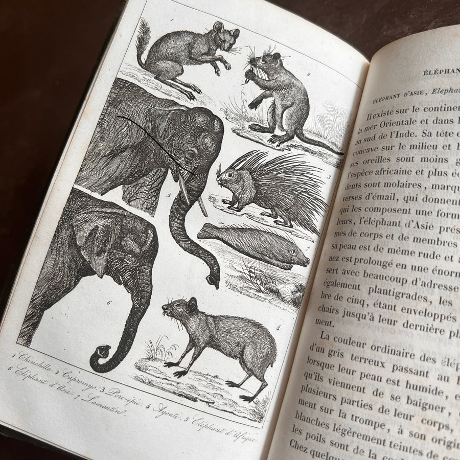 Histoire Naturelle des Animaux | 1842 |Green Gilt “Pension Dupont” Binding | Illustrated