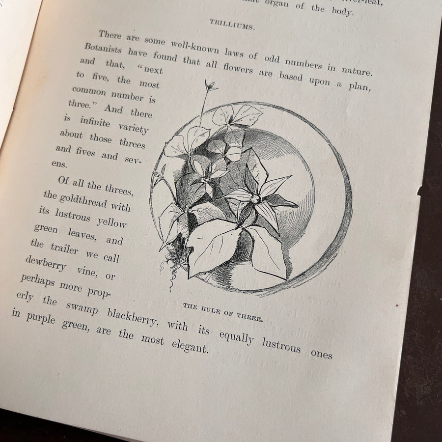 Wild Flowers and Where They Grow (1882)