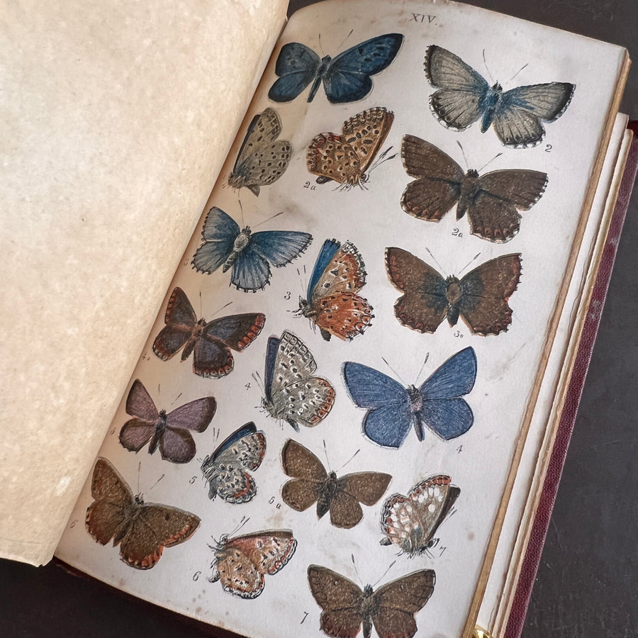 British Butterflies; Figures and Descriptions of Every Native Species by W.S. Coleman (c.1870s-1880s)