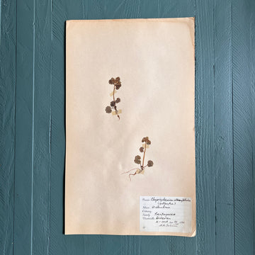 Swedish Vintage 1930s Herbarium Page, Pressed Botanical Specimen