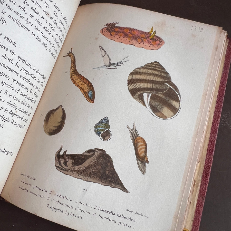 Popular British Conchology by George B. Sowerby (1854) | Hand-Colored Plates