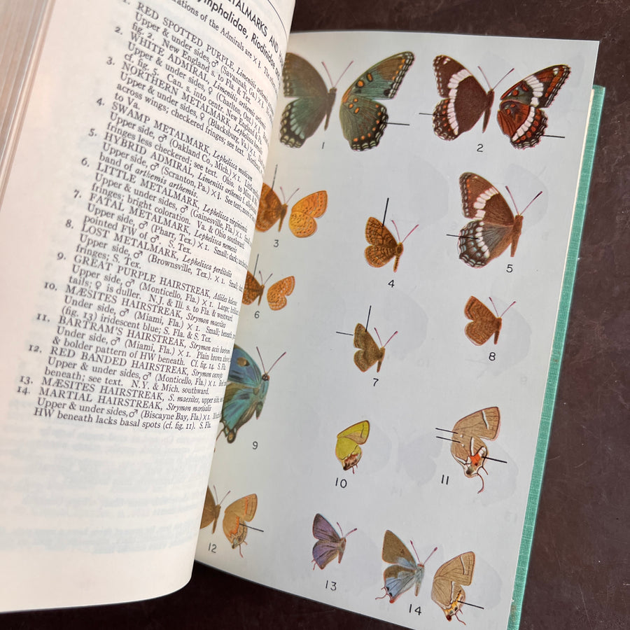 A Field Guide to the Butterlies of North America, east of the Great Plains(1951)