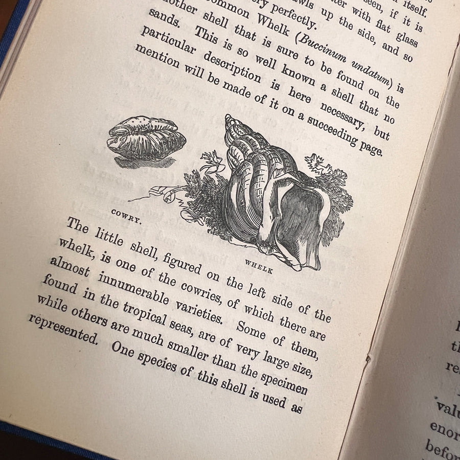 The Common Objects of the Sea Shore | Hand-Colored Plates (c.1870s-1880s)