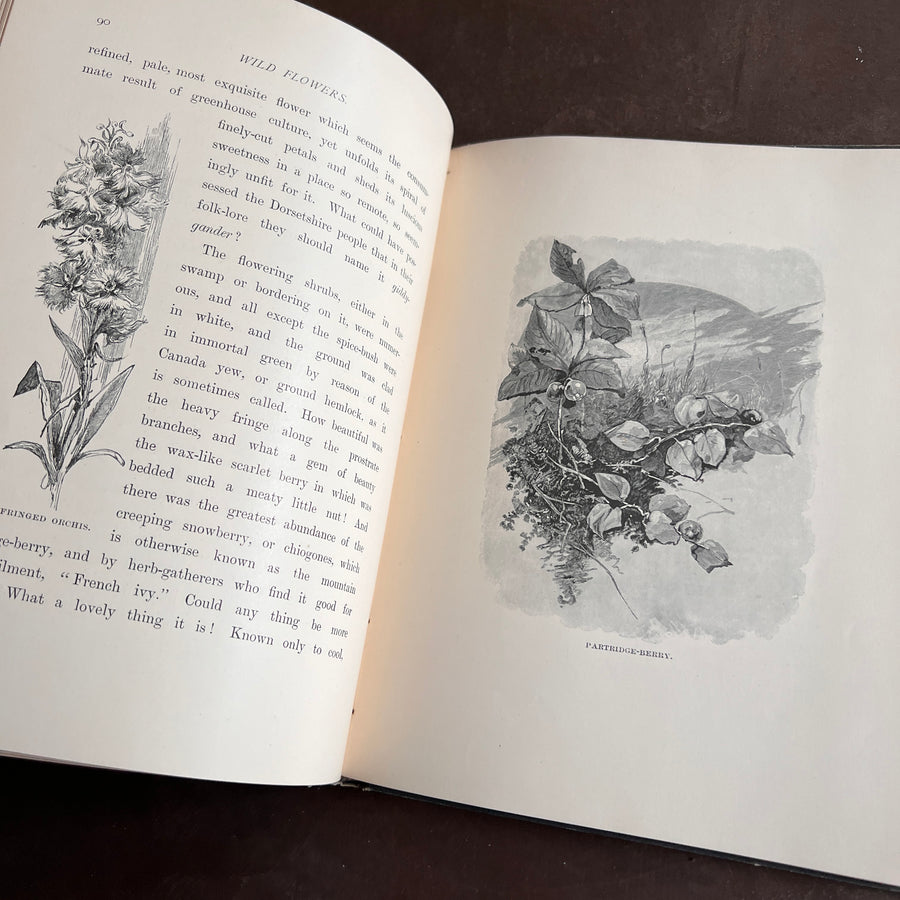 Wild Flowers and Where They Grow (1882)