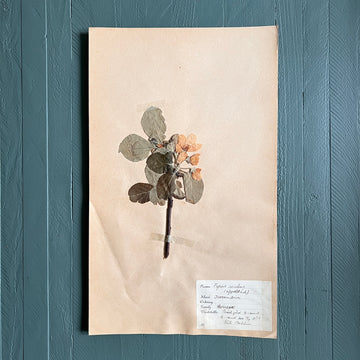 Swedish Vintage 1930s Herbarium Page, Pressed Botanical Specimen