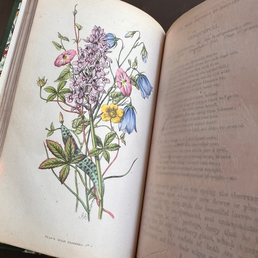 The Wild Flowers of England (1859) | With Hand-Painted Plates