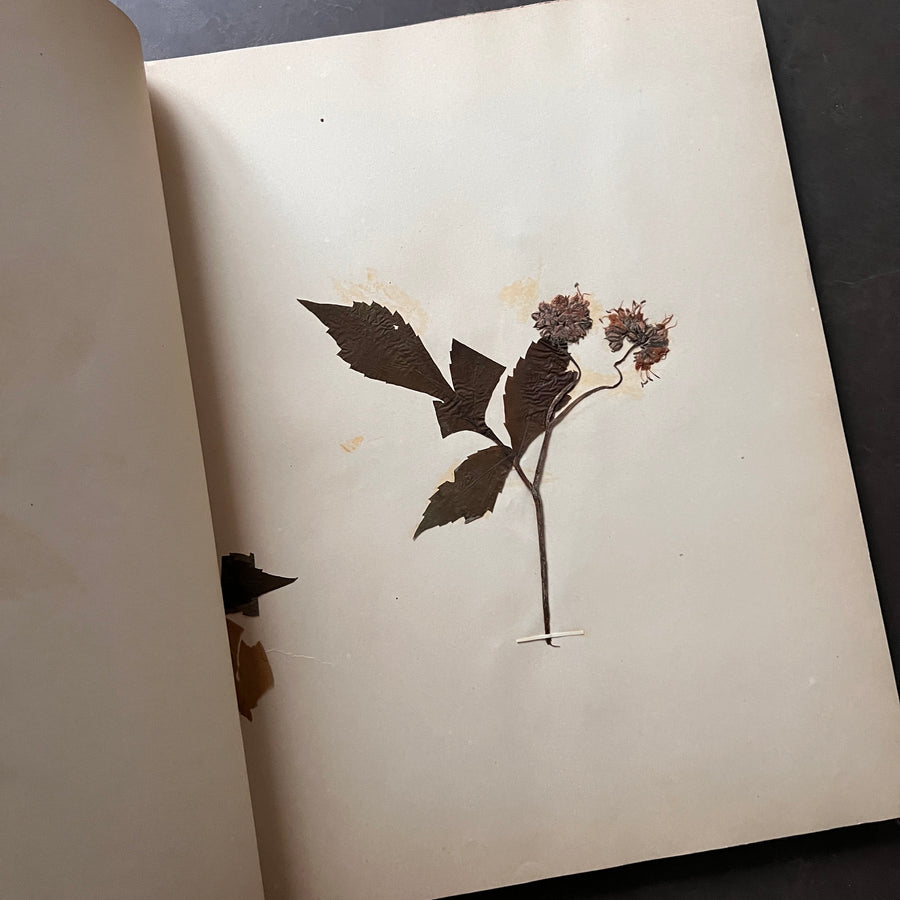 Antique Large Herbarium Binding