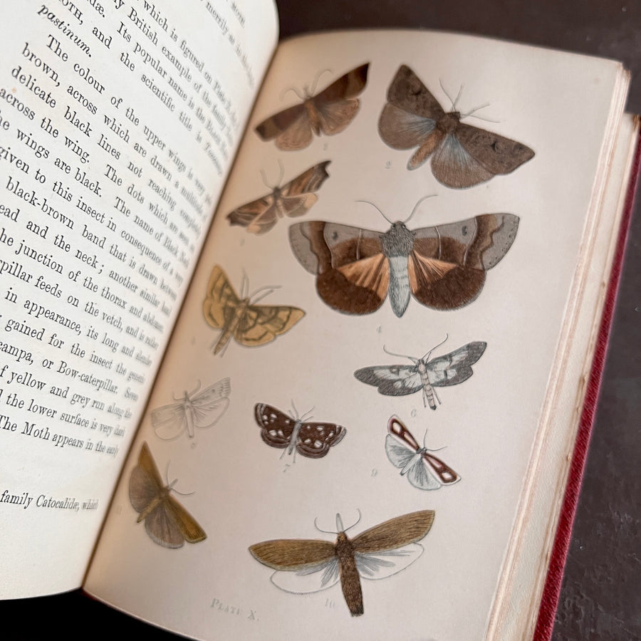 c.1870 Common British Moths of England - J. G. Wood | Illustrated With ...