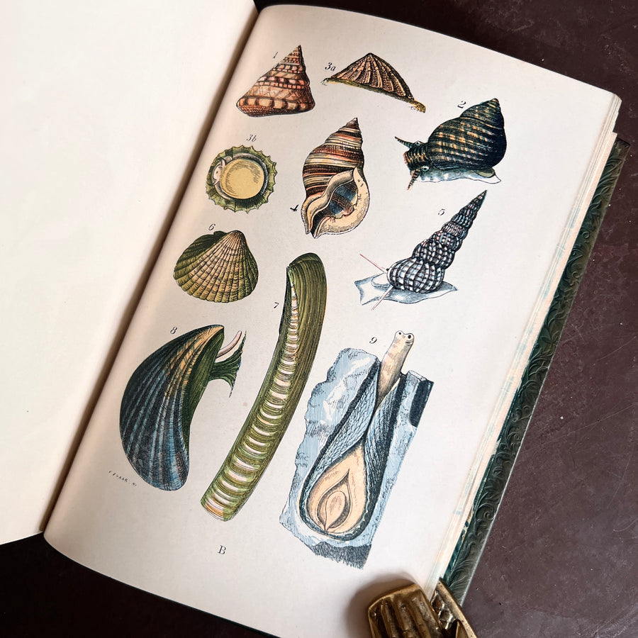 1905- The Common Objects of the Sea-Shore