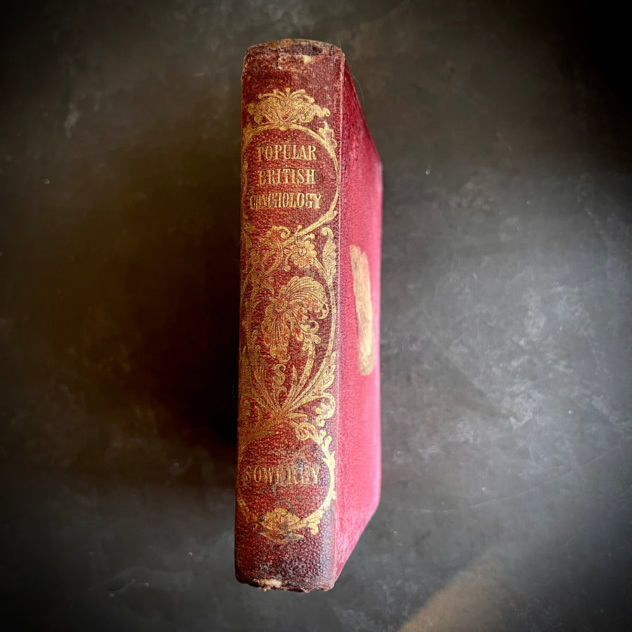 Popular British Conchology by George B. Sowerby (1854) | Hand-Colored Plates