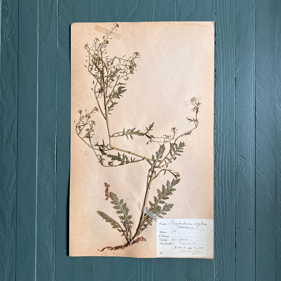 Swedish Vintage 1930s Herbarium Page, Pressed Botanical Specimen