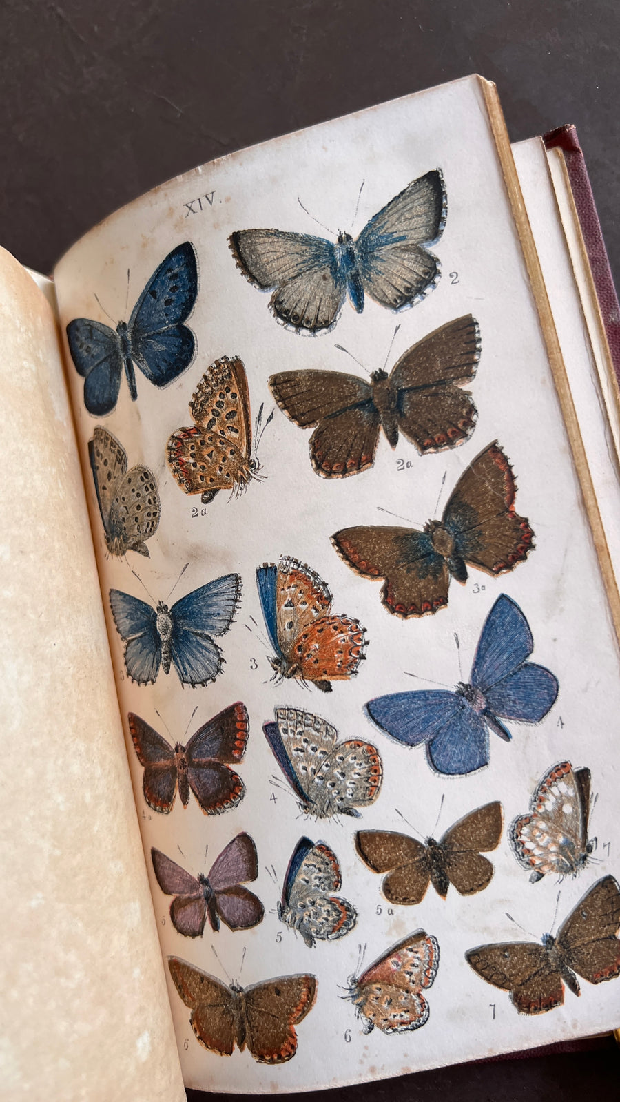 British Butterflies; Figures and Descriptions of Every Native Species by W.S. Coleman (c.1870s-1880s)