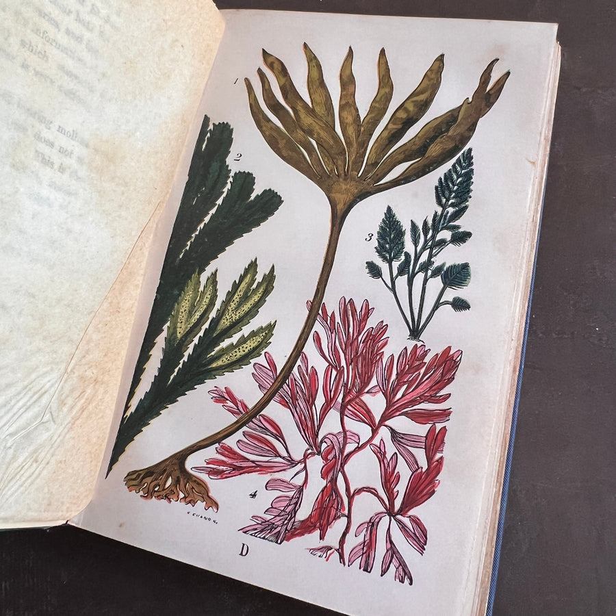 The Common Objects of the Sea Shore | Hand-Colored Plates (c.1870s-1880s)