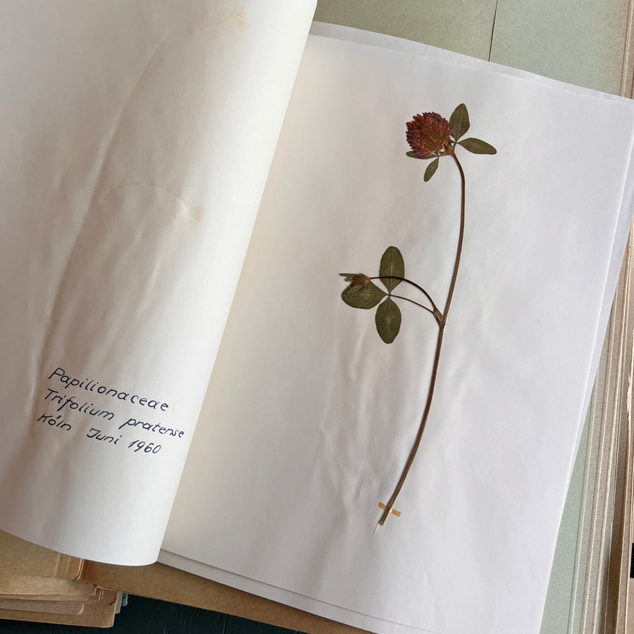 Private Herbarium of Ursula Keimes (1959-1961) | 103 Specimens | Cologne, German Pharmacy Internship with Certification