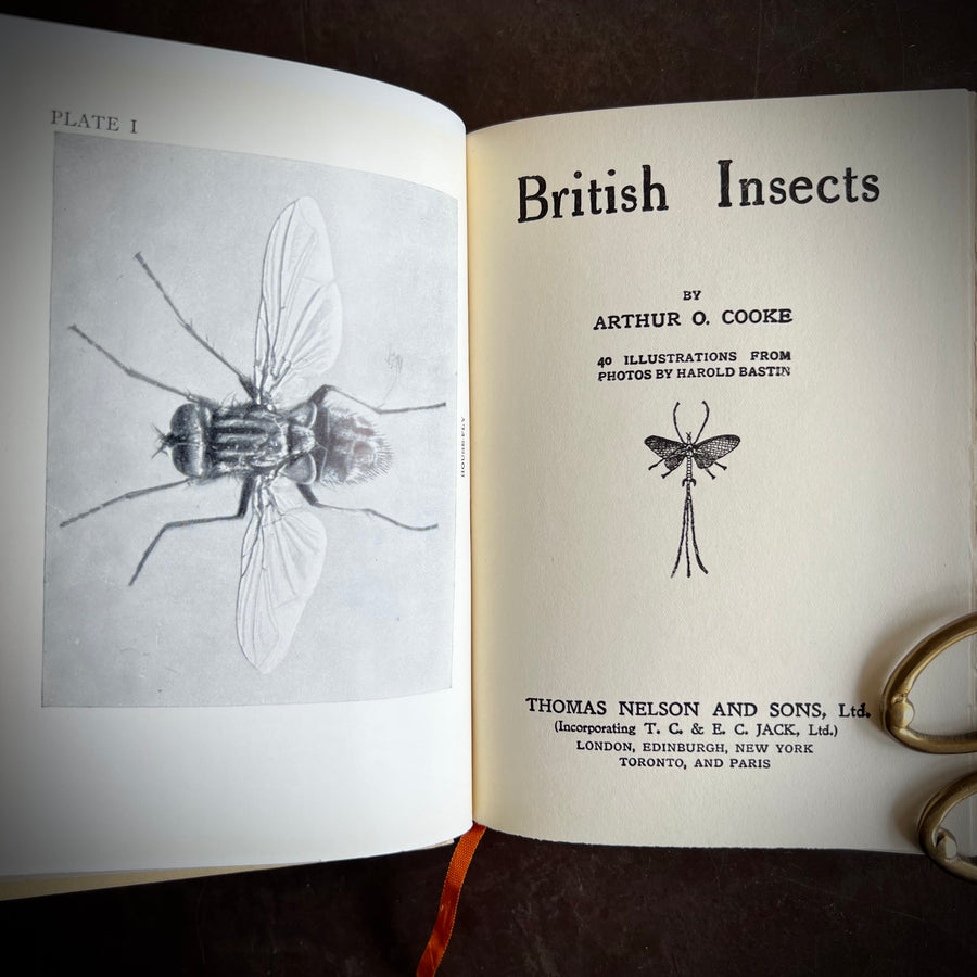 c.1913 - British Insects, The “Shown” Series