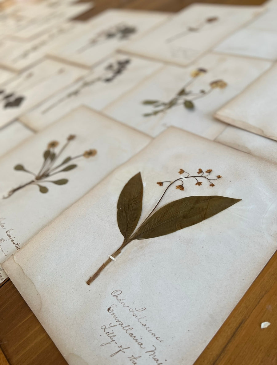 Antique Herbarium