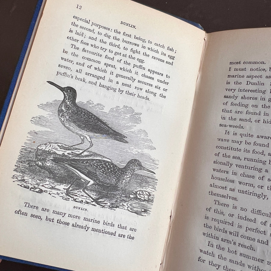 The Common Objects of the Sea Shore | Hand-Colored Plates (c.1870s-1880s)