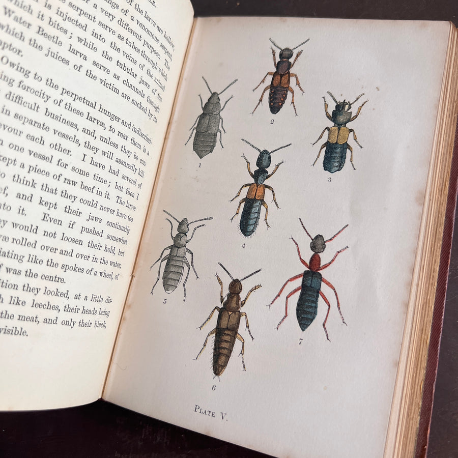 Common British Beetles | Hand-Colored Plates (c.1870s-1880s)