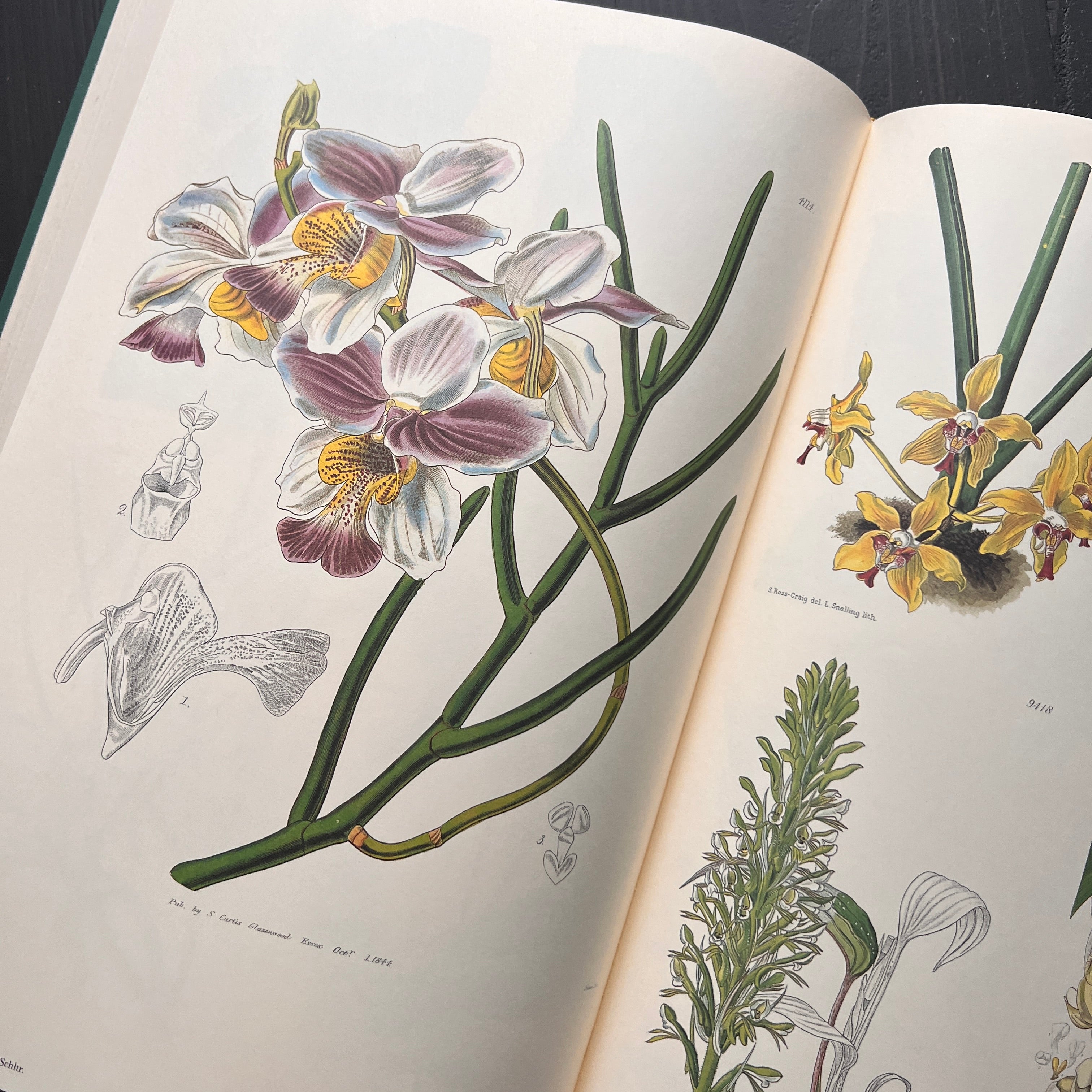 1986 - Orchids From Curtis's Botanical Magazine, First Edition