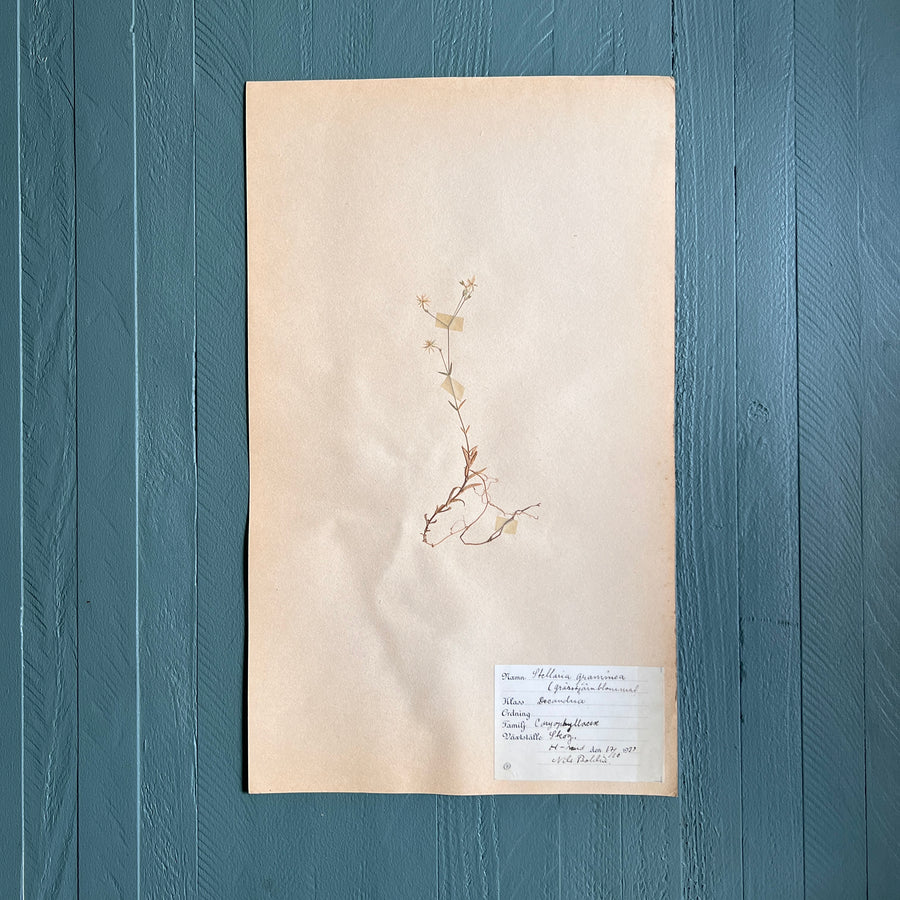 Swedish Vintage 1930s Herbarium Page, Pressed Botanical Specimen